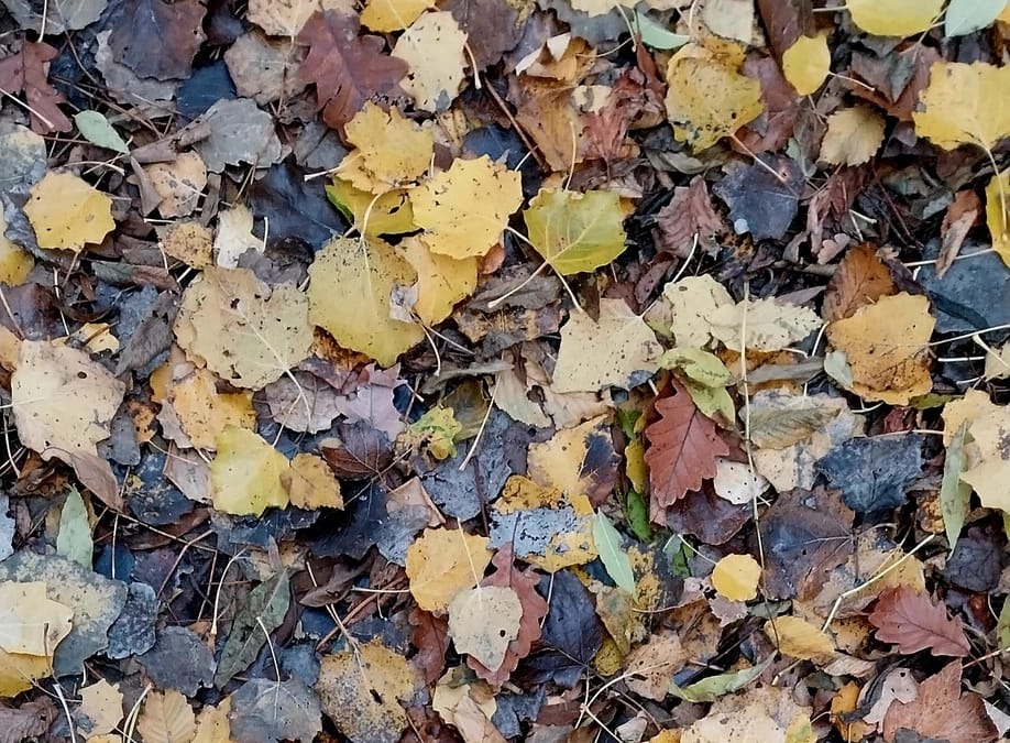 Les bienfaits de la marche en forêt à Phalempin, près de Seclin : se ressourcer, respirer, retrouver l’équilibre